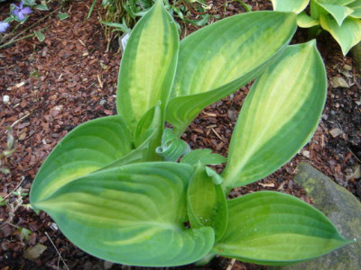 Hosta_Banana_Boat.JPG
