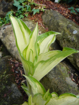 Hosta_Kiwi_Spearmint_1.JPG