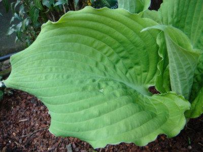 Hosta_Sea_Gulf_Stream_1.JPG