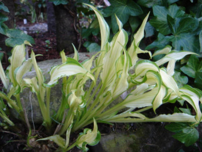 Hosta_Mieke.JPG