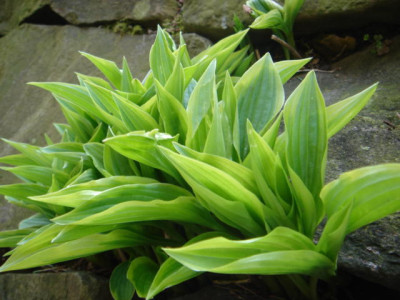Hosta_Tugaro_Komanichi.JPG
