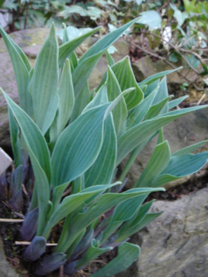 Hosta_Fulda.JPG