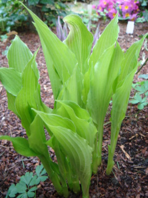 Hosta_Maui_Rains.JPG