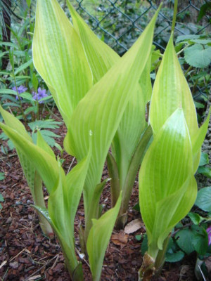 Hosta_Fatal_Attraction.JPG