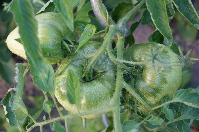 Honigtomate 2022-07-02.jpg
