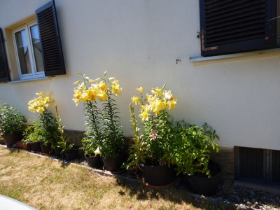 Tomato Lilium.jpg