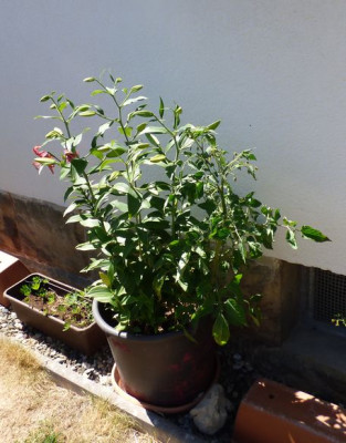Tomato Lilium 1.jpg