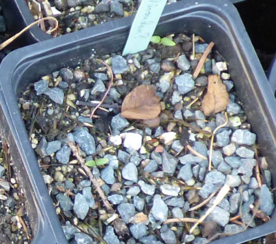 Pulsatilla Keimung 22.jpg