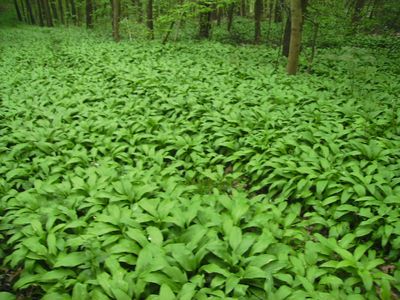 Barlauchwald.jpg