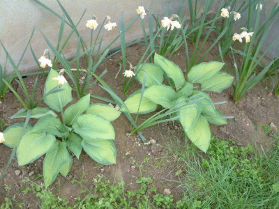 Hostas.jpg