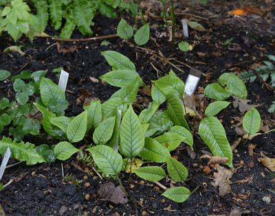 DSC_5747_DxO.jpg