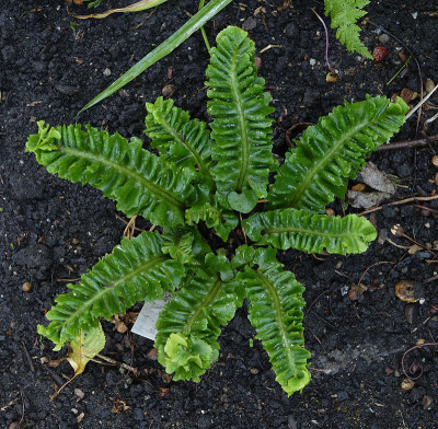 DSC_5748_DxO.jpg