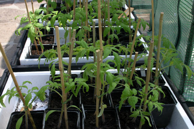 Tomaten0908.jpg