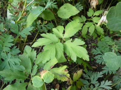 vielleicht Anemonopsis.JPG