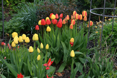 Tulpen0808.jpg