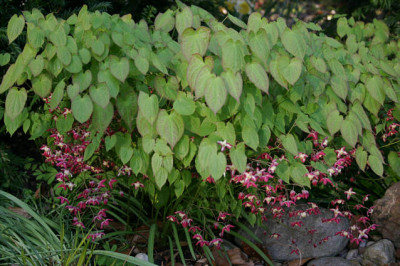 Epimedium0108.jpg