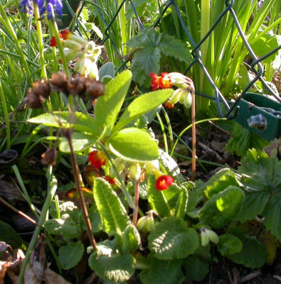 Primula_veris_rote_Blute_17.4.08.jpg