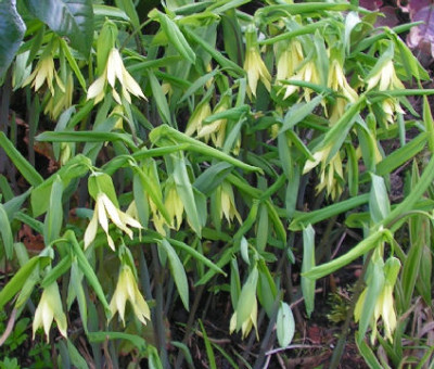 Uvularia_grandiflora_pallida_021.jpg