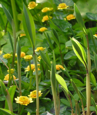 Uvularia_sessilifolia_012.jpg