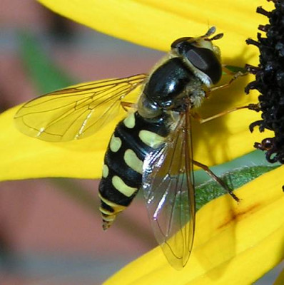 Metasyrphus_luniger_-_Mondfleck-Feldschwebfliege_04.jpg