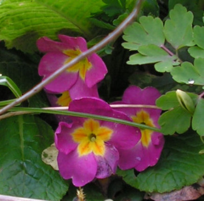 Primula_037.jpg
