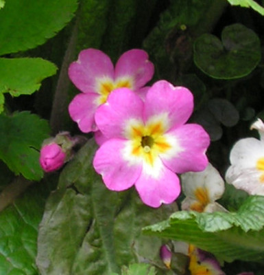 Prumula__038.jpg