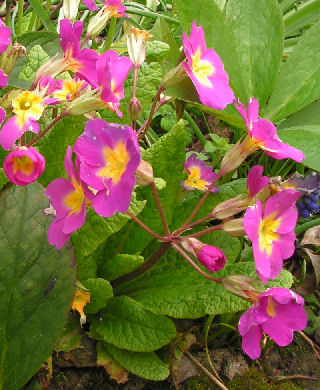 Primula_001.jpg