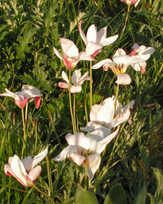 Tulipa_Lady_Jane_096.jpg
