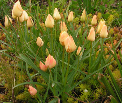 Tulipa_Bronze_Charm_046.jpg