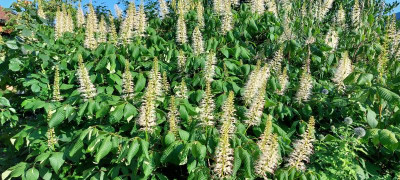 Aesculus.jpg