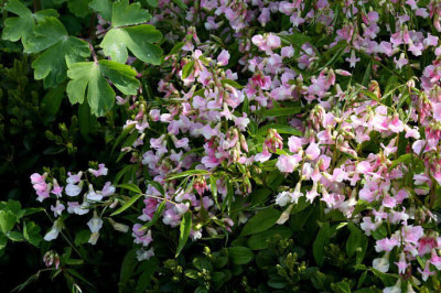 St_Lathyrusvernus270408.jpg