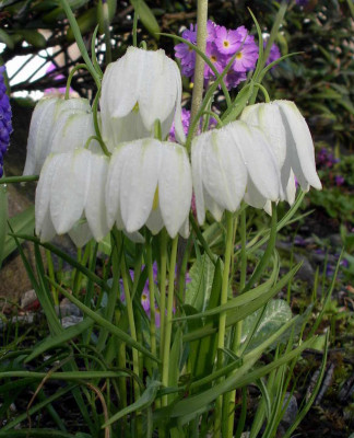 2008-04-26_001.JPG