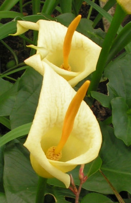 Arum_creticum_FCC_050.jpg