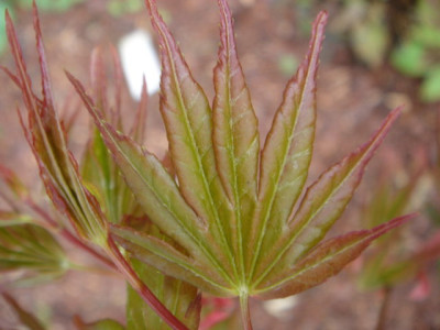 Acer_palmatum_Oridono_Nishiki.JPG