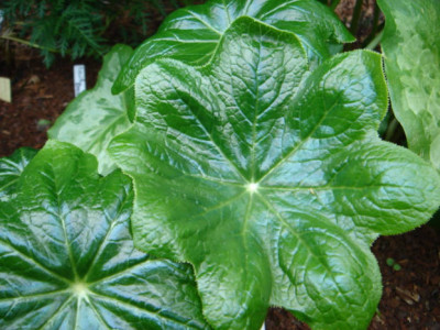 Podophyllum_versipelle_2.JPG