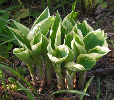 Hosta_El_Nino_094.jpg