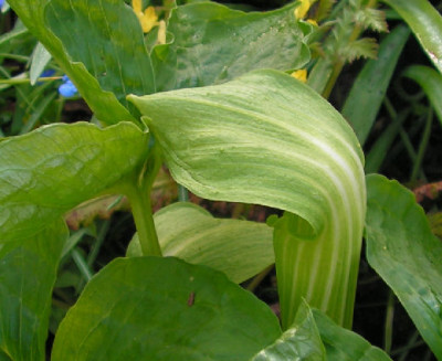Arisaema_amurense_052.jpg