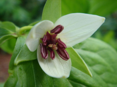 Trillium_cernuum_var._macranthum.JPG