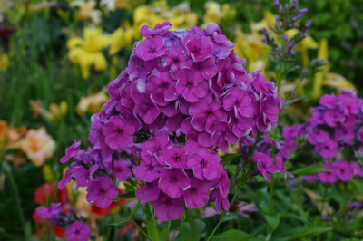 DSC_0720.JPG