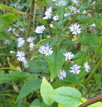 Blaetter_Aster_cordifolius_1_3_1.jpg