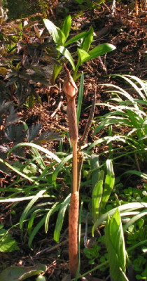 Arisaema_inkiangense_087.jpg