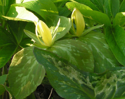 Trillium_luteum_095.jpg