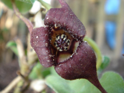 Asarum_caudatum.JPG