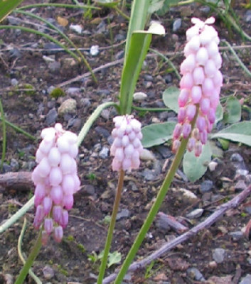 Muscari_armeniacum_Gul_092.jpg