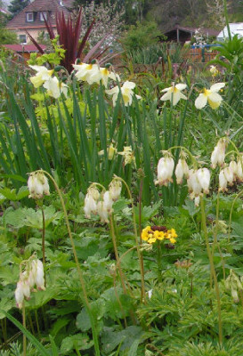Dicentra_Aurelia_040.jpg