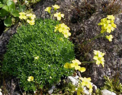 Draba_imbricata_2008-04-26.JPG