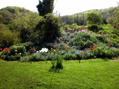 Tulpen_am_Hang1.jpg