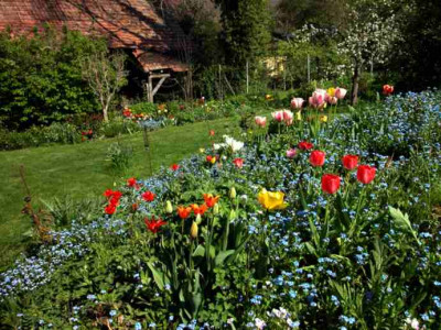 Tulpen_am_Hang2.jpg
