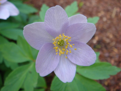 Anemone_nemorosa_Blue_Bonnet.JPG