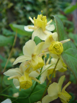 Epimedium_versicolor_Sulphureum_.JPG